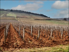 10- Chateau du clos de Vougeot  (4).jpeg